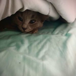 Meet your Posher, Chasidy